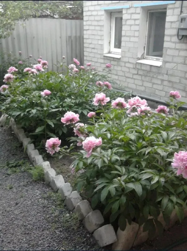 Продается дом + флигель
Продается от собственника❗️

🌇Город донецк в кировском районе, 11 поселок 📌

⛽На улице идет газ, осталось подвести в дом, 💦 вода проведена во двор и во флигель, так же есть скважина, возможно нужно будет ее почистить, так как не пользовались долгое время.
🔹Во флигеле выведена канализация (хорошая новая яма в конце двора )
🔹Флигель ранее был жилой, не жили в нем 10 лет, окна во флигеле пластиковые, печное отопление.
🔹Флигель небольшой, но был уютный, спальня, гостиная и кухня (в последствии было в планах из него сделать баньку с небольшим бассейном ) - фотография - 8